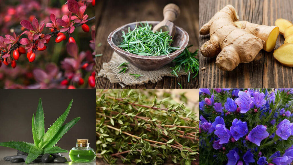 تقویت سیستم ایمنی بدن با طب سنتی در خانه