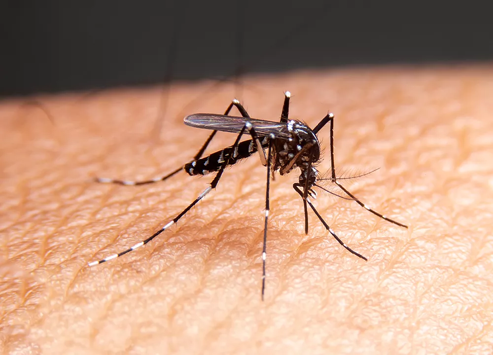 انواع پشه مالاریا